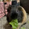 Herd of 4 female guinea pigs