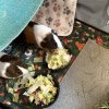 Two adorable male guinea pigs
