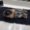 Tricolor Male Abyssinian Guinea Pig