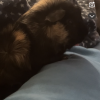 3 male guinea pigs
