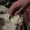 Two adorable bonded male guinea pigs!
