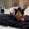 Tricolor Male Abyssinian Guinea Pig