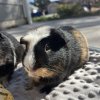 2 sweet male guinea pigs (bonded)