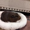 Rehoming Two Sweet Boys