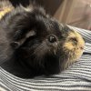 Two female Guinea Pigs need REHOMING