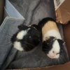 4 Female guinea pigs looking to rehome.