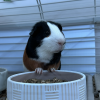 2 guinea pigs that have to be paired together