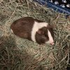 Sweet and Loving Guinea Pig Hercules