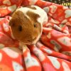 guinea pigs for sale