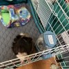 Two one year old male guinea pigs