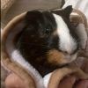 Two Male Bonded Guinea pigs