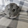 Alby - Unspayed female, 2 years old