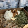 Male Guinea Pig 10 Months