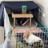 Two sweet female bonded guinea pigs