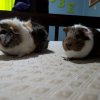 2 male guinea pigs (Grimace &amp;amp; Rooster)