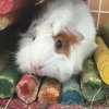 Need to re-home this adorable guy
