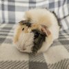 Ron, 3 year old male