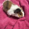 Cute guinea pigs in need of rehoming