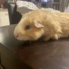 Rehoming- Guinea Pig