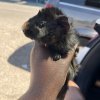 3 girls/ 2 boys need new home