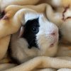 I am looking for a loving home for my pigs!