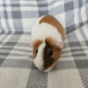 Minnie - Unspayed female, 2 years old