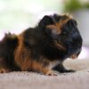 Peruvian &amp;amp; Abyssinian Guinea Pigs Available