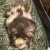 Two guineas need a new home