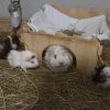 7 week old babies