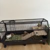 Two-Three Month Old Guinea Pigs