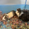 Two sweet, young piggies available!