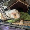 White &amp;amp; Brown Adorable Abyssinian Guinea Pig