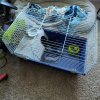 Guinea pig rehome