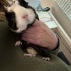 Female Bonded Pair- Oreo and Chip