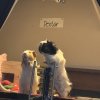 Two male guinea pigs