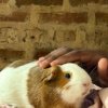 Two healthy adult guinea pigs