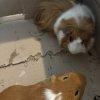 Noodle and Chip - Bonded Male Pair