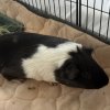 2 female guinea pigs with cage and supplies.