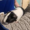 4 Female guinea pigs looking to rehome.