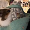 Tricolor and Himalayan male guinea pigs