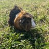 2 Male Adult Guinea Pigs Need Rehoming