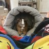 Moving- Rehoming two female Guinea pigs