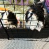 2 Sweet Long Haired Male Piggies