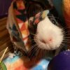 3 year old female guinea pig -need to rehome