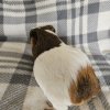 Luna, 3 year old female
