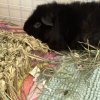 6 Male Guinea Pigs