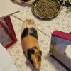 Two aister guinea pigs for adoption