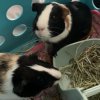 Two adult female guinea pigs bonded!