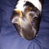 Rehoming three female Guinea Pigs.