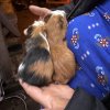 Rehoming my 2 female guinea pigs, sisters